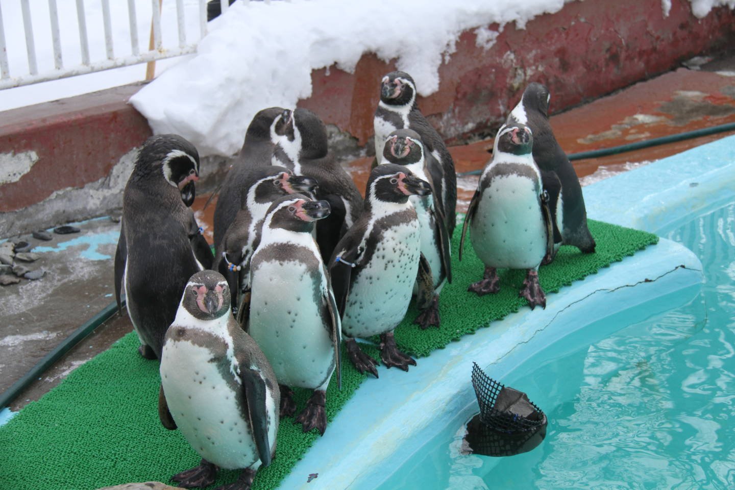 🦒 구시로시 동물원 이미지 1